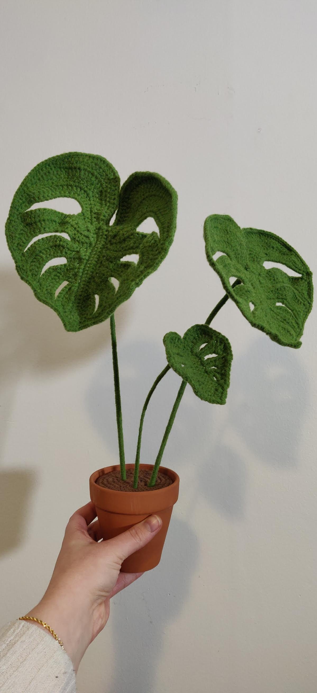 Monstera